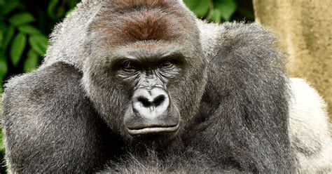 Vigil Held For Cincinnati Zoo Gorilla Harambe