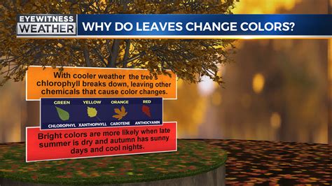 Fall Foliage The Science Behind Leaves Changing Color Wutrwfxv