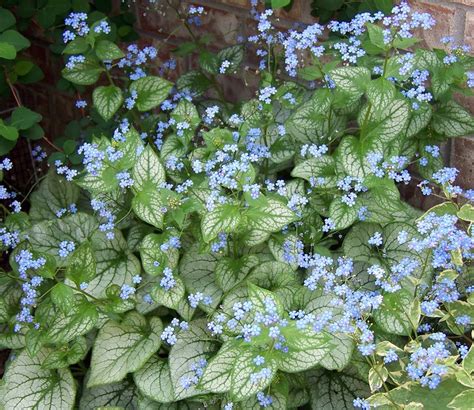 Jack Frost Brunnera Shade Blue Flowers Live Plant Gallon Pot