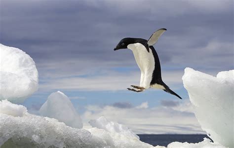 Un Pinguino Di Adelia Pygoscelis Adeliae Balza Su Un Iceberg Nell