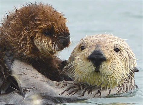 Maybe you would like to learn more about one of these? Otter Facts - Animal Facts Encyclopedia