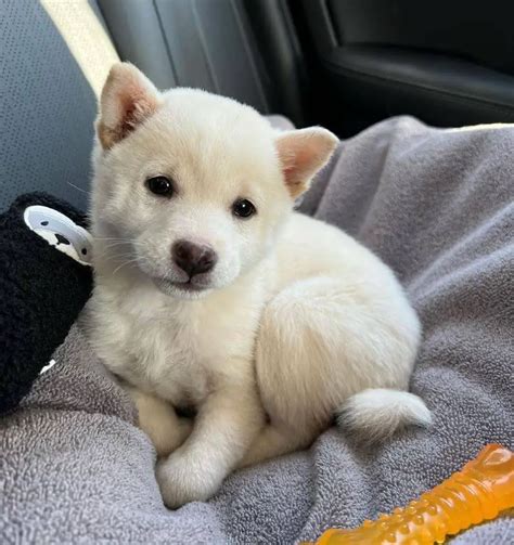 15 Photos Of Adorable Shiba Inu Puppies That Make Everyones Heart Melt
