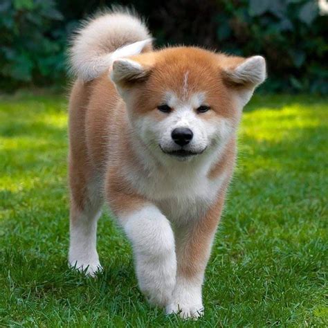 Japanese Dog Akita Inu Similar Breeds Pets Lovers