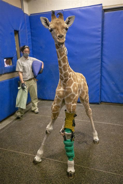 Three Month Old Giraffe Calf Thrives Following Unique Orthotic Leg