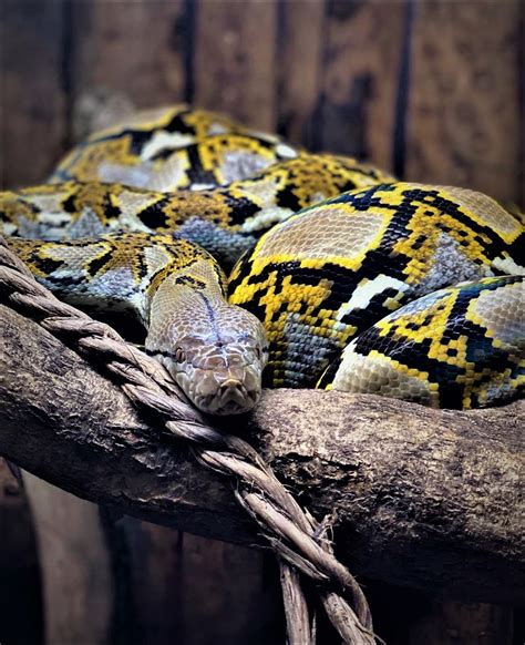 Pandora The Reticulated Python All Care Reptiles All Care Reptiles