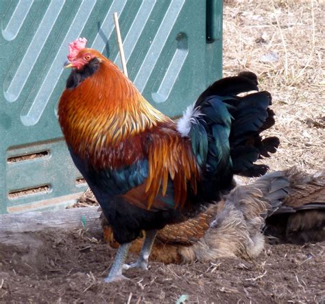 Beautiful Easter Egger Rooster Western Kentucky BackYard Chickens