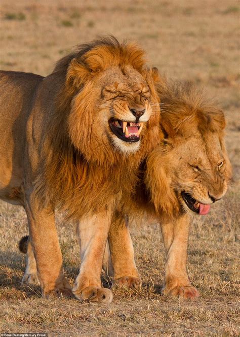 Roaring With Laughter Pair Of Lions Appear To Be Sharing A Joke Hot