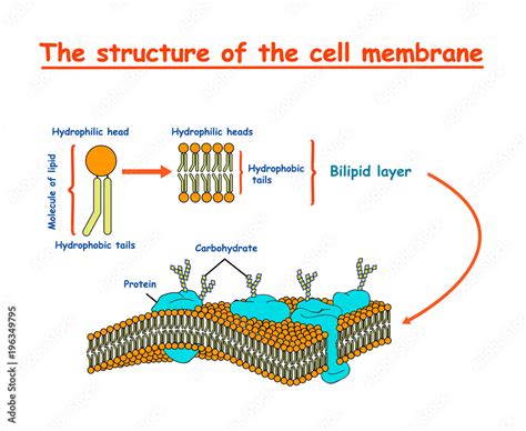 Cell Membrane Structure Diagram Info Graphic On White Background