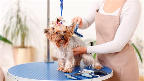 Posibilidades Para Montar Una Peluquería Canina Blog De Cim Formación