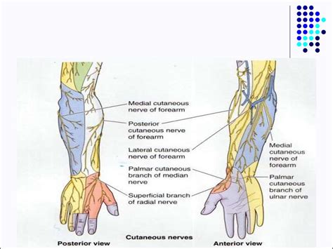 Clinical Anatomy Of The Upper Limb презентация онлайн