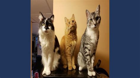 Kit Kat Feat Kat Cat Meow Meow Extended Ending Extended