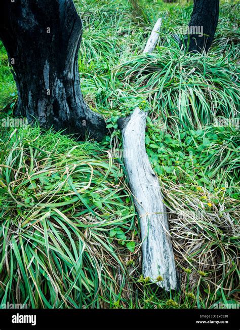 Fallen Timber On The Wet Winter Ground Stock Photo Alamy