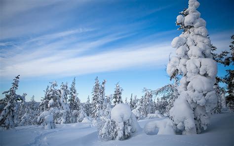 Photo Lapland Region Finland Nature Winter Sky Snow Trees 1920x1200