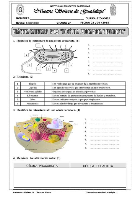 Guía De La Célula Procariota Y Eucariota Procariota Y Eucariota