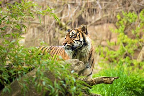 10 animal in indonesia 1. 8 Best Places to See Wildlife in Indonesia | Authentic Indonesia Blog