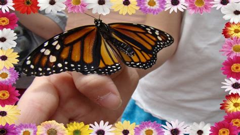 Steve's flower market is a local place to get the best selection of flowers from around the world with much attention to. Krohn Conservatory ~ Butterflies of Brazil - Family ...