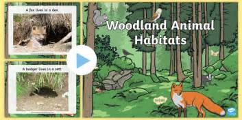 Woodland Habitat Ks1 Powerpoint Twinkl Primary Resources