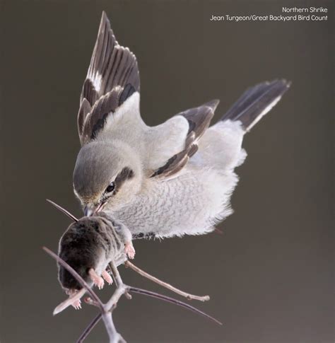 Northern Shrike Predatory Songbird By Jean Turgeon Great Backyard Bird Count National Audubon
