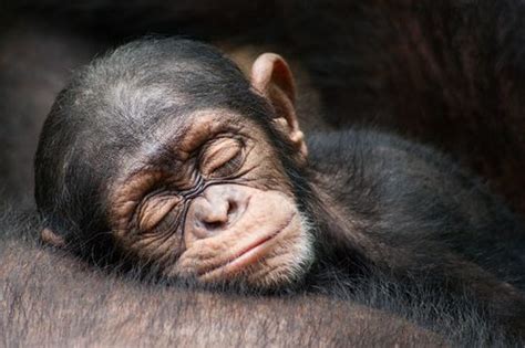 Sleeping Chimp Cute Animals Baby Adorable Sleep Animal Sleeping Monkey