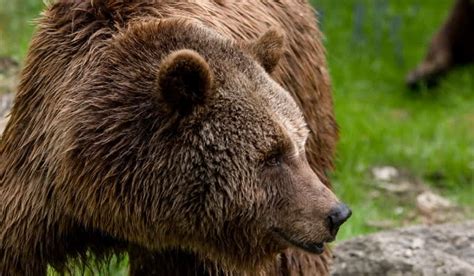 Grizzly Bear On Golf Course Sends Golfers Running Outdoorhub