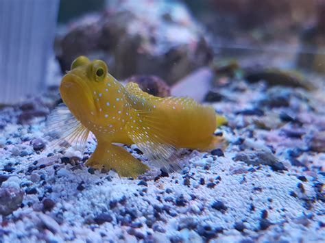 Yellow Watchman Goby Fish And Coral Store