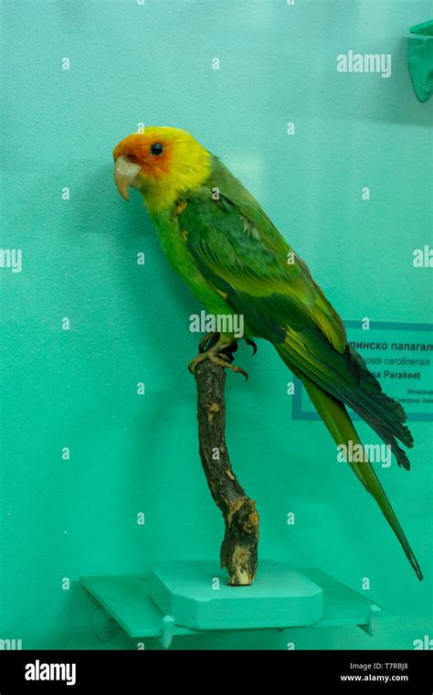 Mounted Specimen Of The Extinct Neotropical Parrot Carolina Parakeet Or Conuropsis Carolinensis