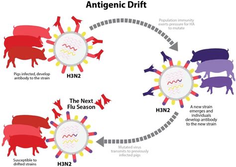Antigenic drift is the main reason why people can get the flu more than one time, and it's also a primary reason why the flu vaccine composition the other type of change is called antigenic shift. antigenic shift is an abrupt, major change in an influenza a virus, resulting in new ha and/or new ha. Vaccines | Free Full-Text | Optimal Use of Vaccines for ...