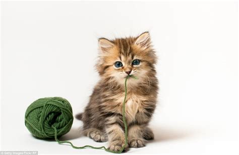 30 Most Adorable And Cutest Cat Photos Collection Vote