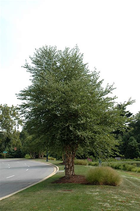 .a sweetly scented perennial that grows … english dictionary. Dura Heat River Birch (clump) (Betula nigra 'Dura Heat ...