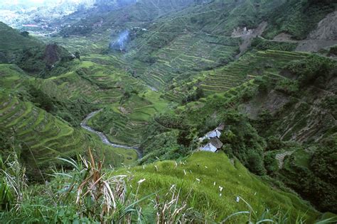 This is not just my opinion, ask anyone. Rice | Diseases and Pests, Description, Uses, Propagation