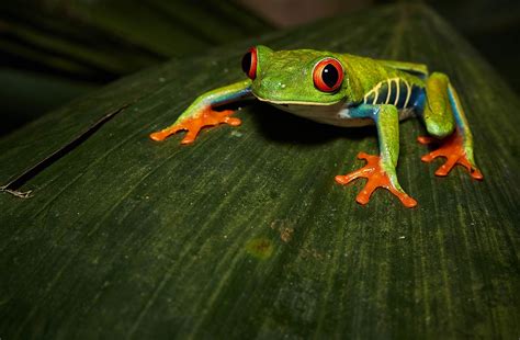 Red Eyed Tree Frog Hd Amphibian Hd Wallpaper