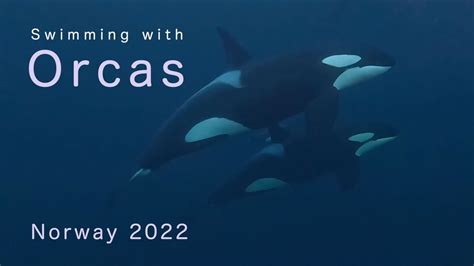 Swimming With Orcas And Humpbacks Norway 2022 Youtube