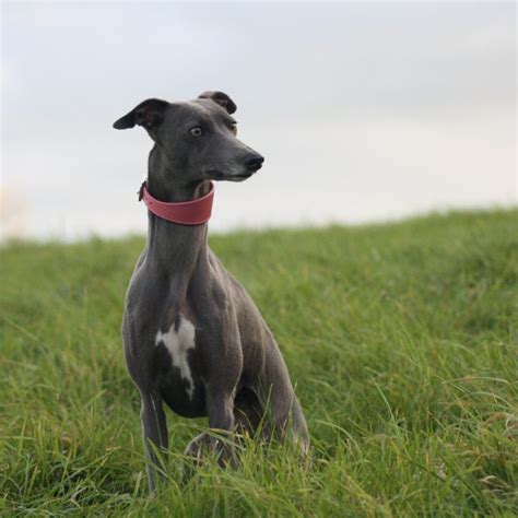 Maybe you would like to learn more about one of these? Whippet Pink Wide Leather Collar Greyhound Italian Sighthound