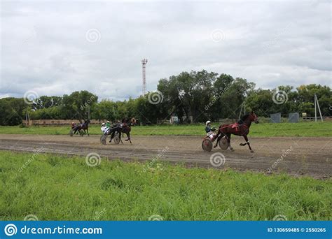 Training Novosibirsk 2017 Season Race Of Trotter Horses At The Regional