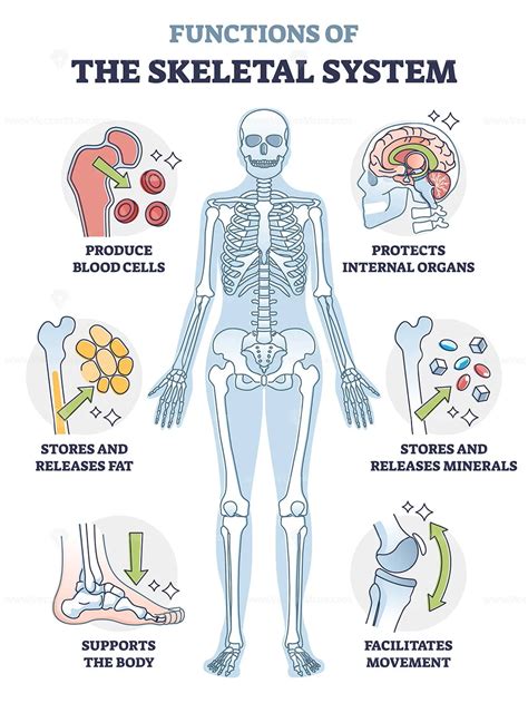 Functions Of Skeletal System Or Bone Anatomical Functionality Outline