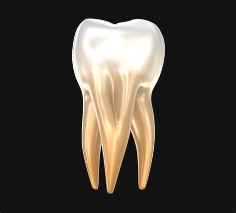 3d Model Human Molar Tooth Vr Ar Low Poly Cgtrader