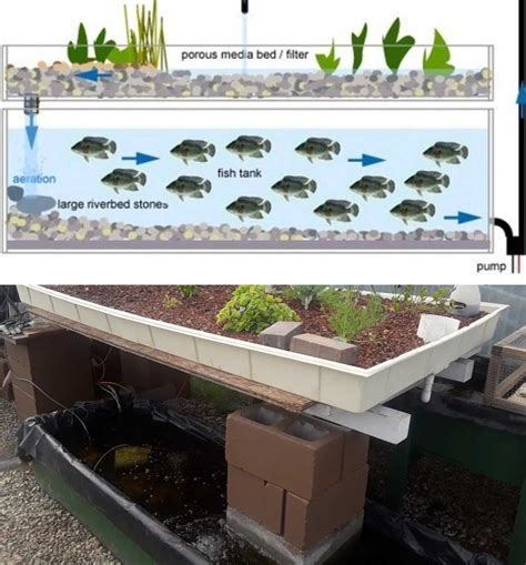 Tilapia Fish Farming In Aquaponics A Full Guide Agri Farming