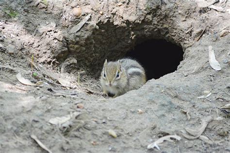 380 Chipmunk Burrow Stock Photos Pictures And Royalty Free Images Istock