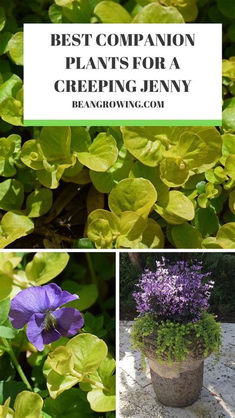 What Are Good Companion Plants For A Creeping Jenny In 2023
