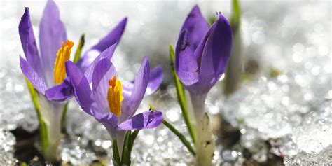 Fragrant garden renee's garden select seeds owl's acre (uk) roger parsons (uk). 15 Best Winter Flowers - Flowers That Bloom in Winter