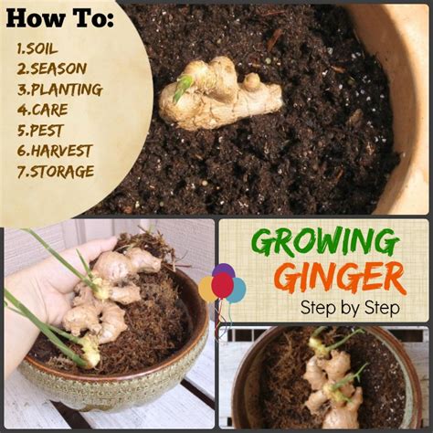 It's a great idea if you live in a cool temperate climate or you don't have plenty of space. Growing Ginger: #7 How to steps - Soil Planting Harvest ...
