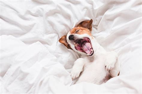 Premium Photo Cute Dog Sleeping And Yawning On Bed