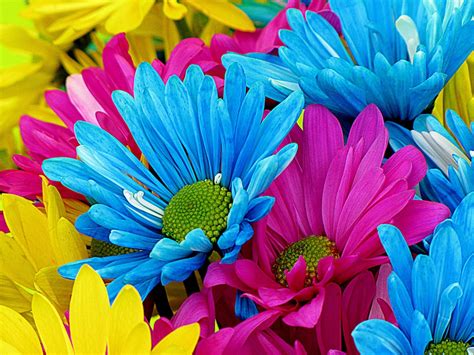 Free Photo Daisies Daisy Flowers Bloom Free Image On Pixabay 52602