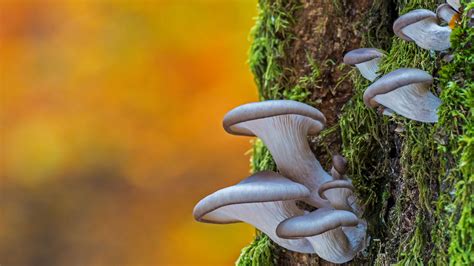Oyster Mushroom - Bing Wallpaper Download