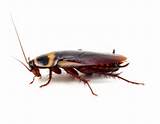 Characteristics Of Cockroach Photos