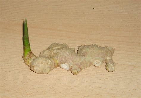 How To Grow Ginger Root Planting Ginger Plant In Your