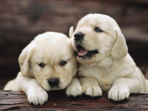Puppy Hd Wallpaper Images