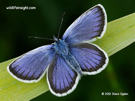 Blue Butterflies Polyommatinae Wildlife Insight