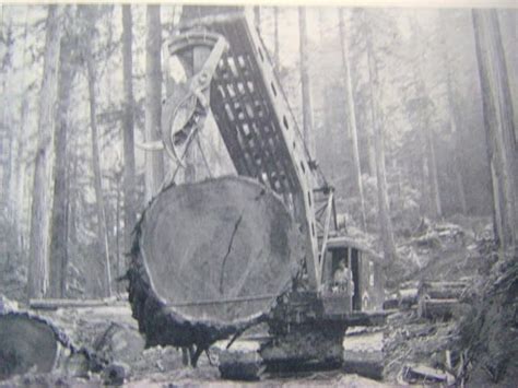 Early Logging Logging Industry Old Pictures Ancient Tree