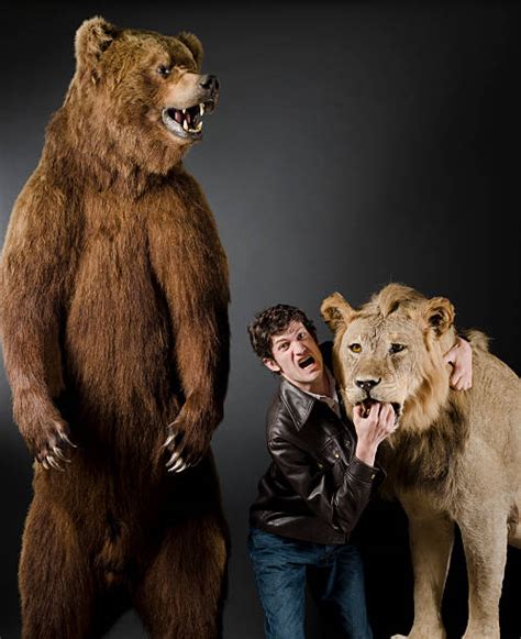 Grizzly Bear Vs Lion Size